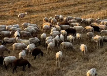 Συναγερμός για δύο νέα ύποπτα κρούσματα ευλογιάς
