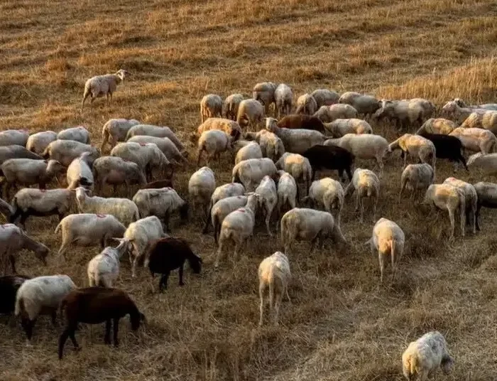 Συναγερμός για δύο νέα ύποπτα κρούσματα ευλογιάς