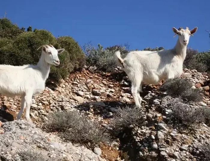 Αστυνομική Επιχείρηση πραγματοποιήθηκε σε περιοχές  «NATURA» στο Ηράκλειο – Συνελήφθησαν 8 κτηνοτρόφοι