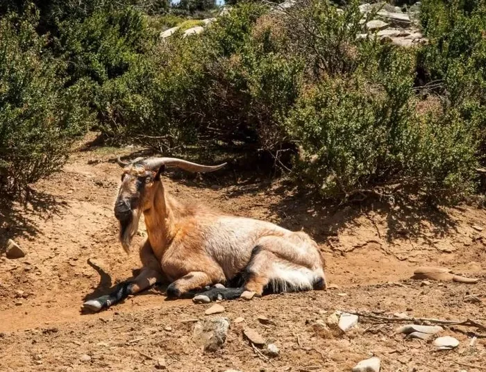 Κρήτη: Κρι-κρι έκανε ντου σε παραλία και ήπιε… μοχίτο