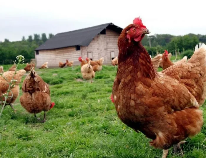 Συναγερμός για την γρίπη των πτηνών στην Ευρώπη