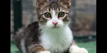 Ένα τεράστιο πρόστιμο 1,7 εκατομμυρίων ευρώ σε 63χρονο που είχε υποσιτισμένες 58 γάτες