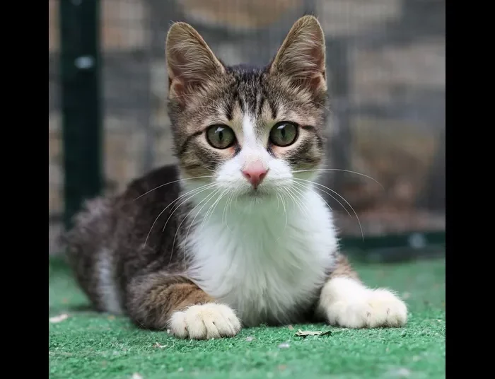 Ένα τεράστιο πρόστιμο 1,7 εκατομμυρίων ευρώ σε 63χρονο που είχε υποσιτισμένες 58 γάτες