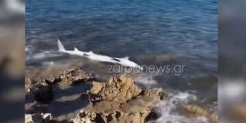 Απίστευτες εικόνες στην παραλία της Κρήτης: Ξεβράστηκε καρχαριοειδές στα βράχια