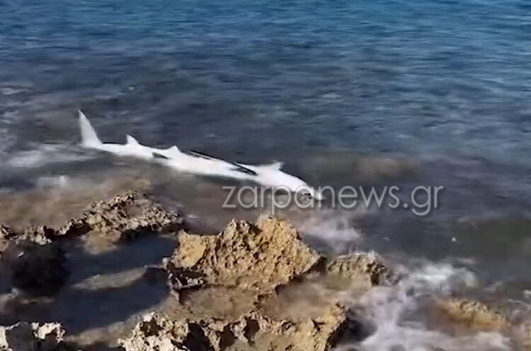 Απίστευτες εικόνες στην παραλία της Κρήτης: Ξεβράστηκε καρχαριοειδές στα βράχια