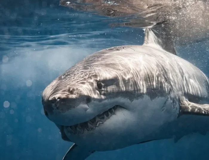 Επίθεση καρχαρία με θύμα αγόρι περίπου 13 ετών