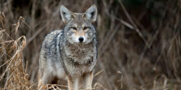 Επίθεση Λύκου στο Τατόι