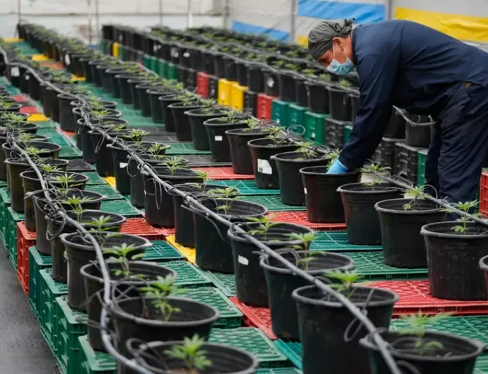 Πραγματοποιήθηκε η μεγαλύτερη κατάσχεση κάνναβης στην ιστορία της χώρας