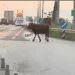 Αναστάτωση και κυκλοφοριακό χάος από αγελάδα που έτρεχε στην Εθνική Οδό