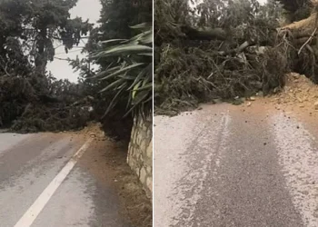 Πτώση τεράστιου δέντρου λόγω των ανέμων!