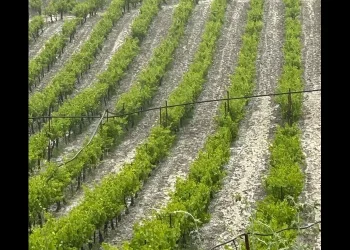 Σφοδρή χαλαζόπτωση στις Δάφνες Ηρακλείου – Μεγάλες ζημιές σε αμπέλια