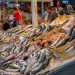 BBC: Το πιο υγιεινό ψάρι στον κόσμο – Είναι πιο θρεπτικό από τον σολομό