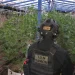 Ελληνικού FBI: Συνελήφθη 60χρονος με θερμοκήπιο-μαμούθ 103 δενδρυλλίων ύψους μέχρι 2,5 μέτρων