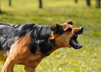 Ηράκλειο: Επίθεση μεγαλόσωμου σκύλου σε 12χρονο – Στο ΠΑΓΝΗ με τραύματα στα πόδια