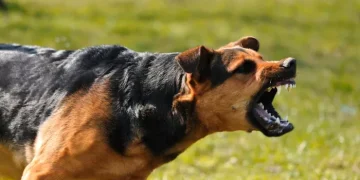 Ηράκλειο: Επίθεση μεγαλόσωμου σκύλου σε 12χρονο – Στο ΠΑΓΝΗ με τραύματα στα πόδια