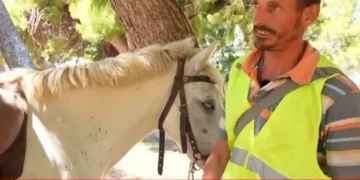 Πρόστιμο 700 ευρώ και αφαίρεση βαθμών από το δίπλωμα αυτοκινήτου επειδή οδηγούσε μεθυσμένος… το άλογό του