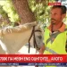 Πρόστιμο 700 ευρώ και αφαίρεση βαθμών από το δίπλωμα αυτοκινήτου επειδή οδηγούσε μεθυσμένος… το άλογό του