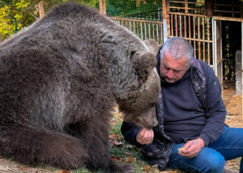 Τη βρήκε αρκουδάκι δύο μόλις κιλών, χωρίς τη μαμά της – Την υιοθέτησε και τώρα είναι αχώριστοι